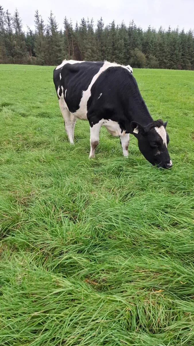 In-calf pedigree hiefers - Image 4
