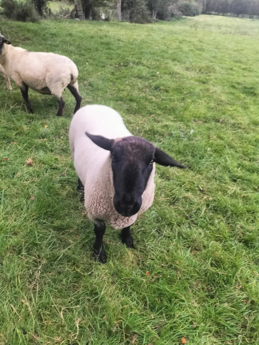 Purebred Suffolk Ram - Image 2