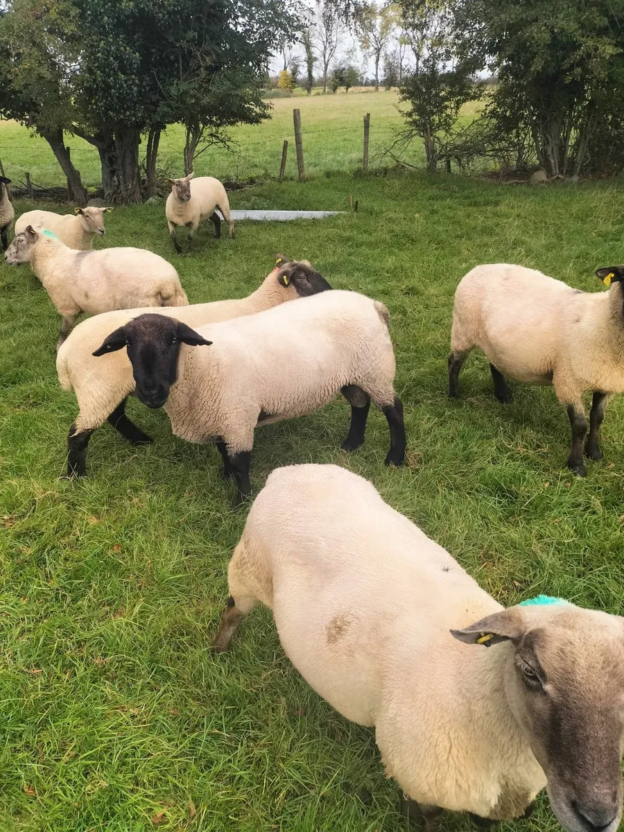 Purebred Suffolk Ram - Image 3