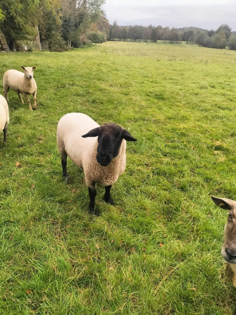 Purebred Suffolk Ram - Image 4
