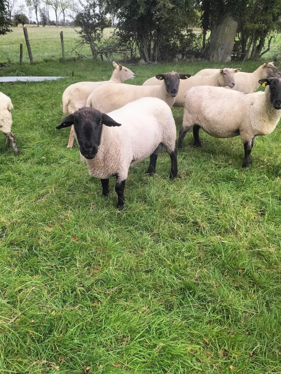 Purebred Suffolk Ram - Image 1