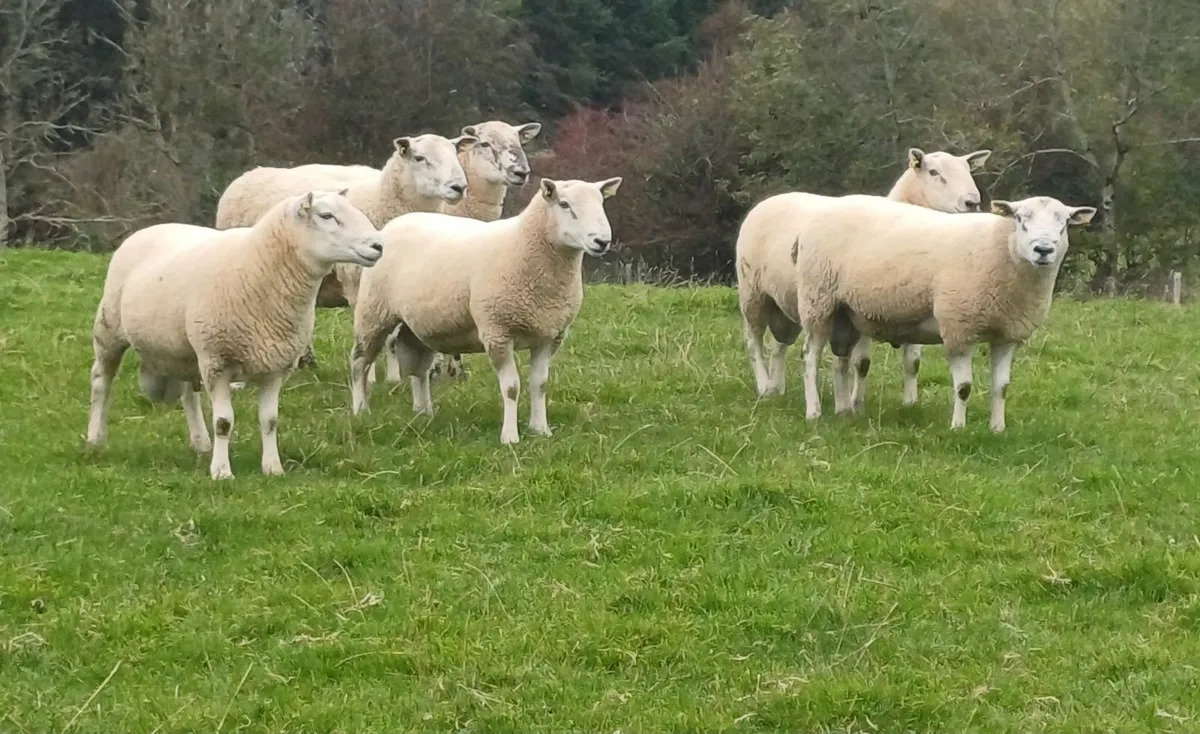 Cheviot and Texel Hogget Rams - Image 1