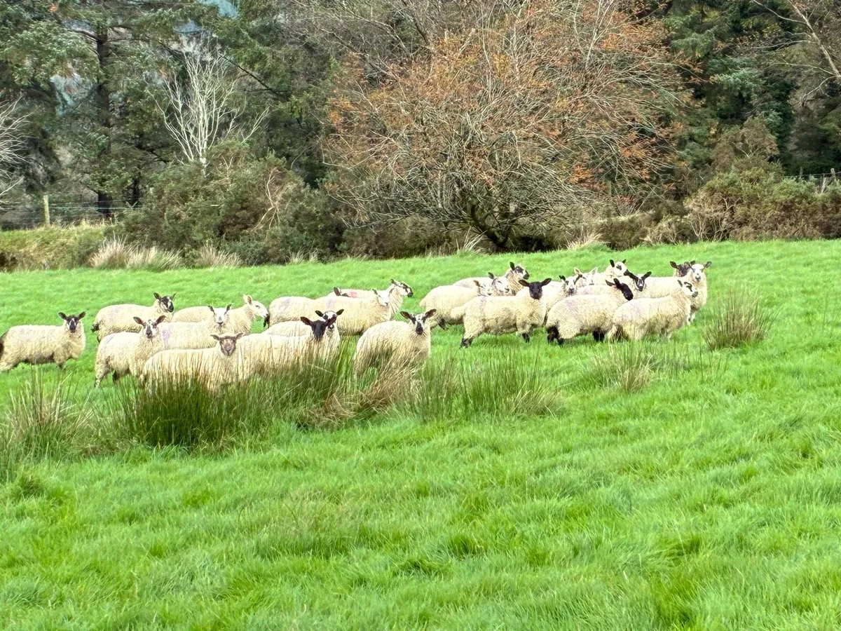 Ewe lambs - Image 1
