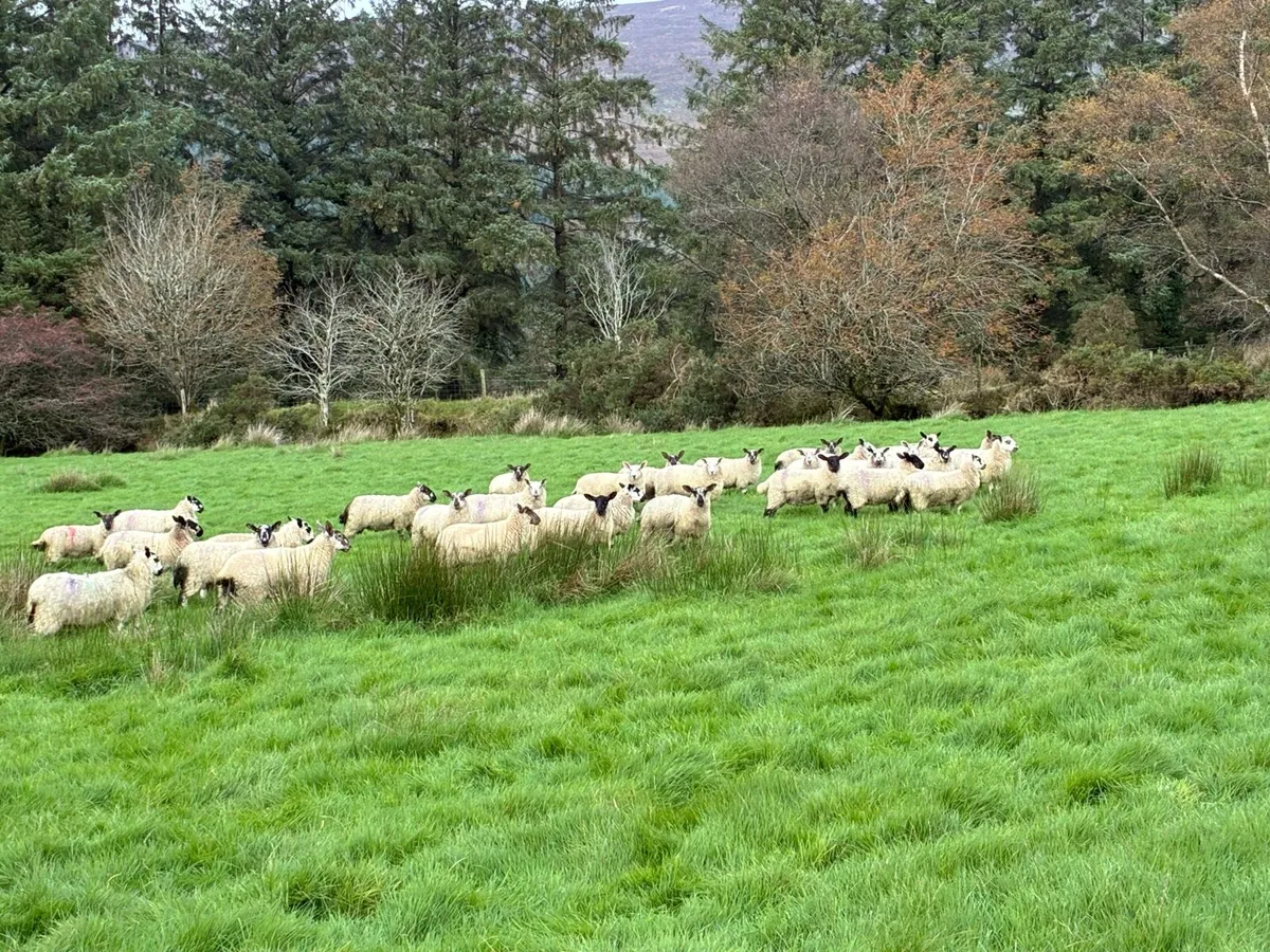 Ewe lambs - Image 2