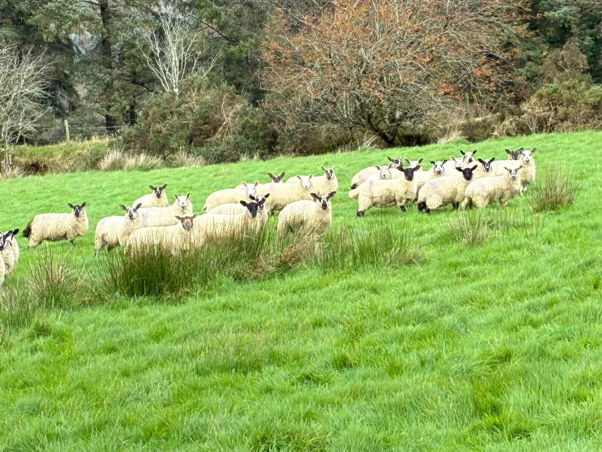 Ewe lambs - Image 3