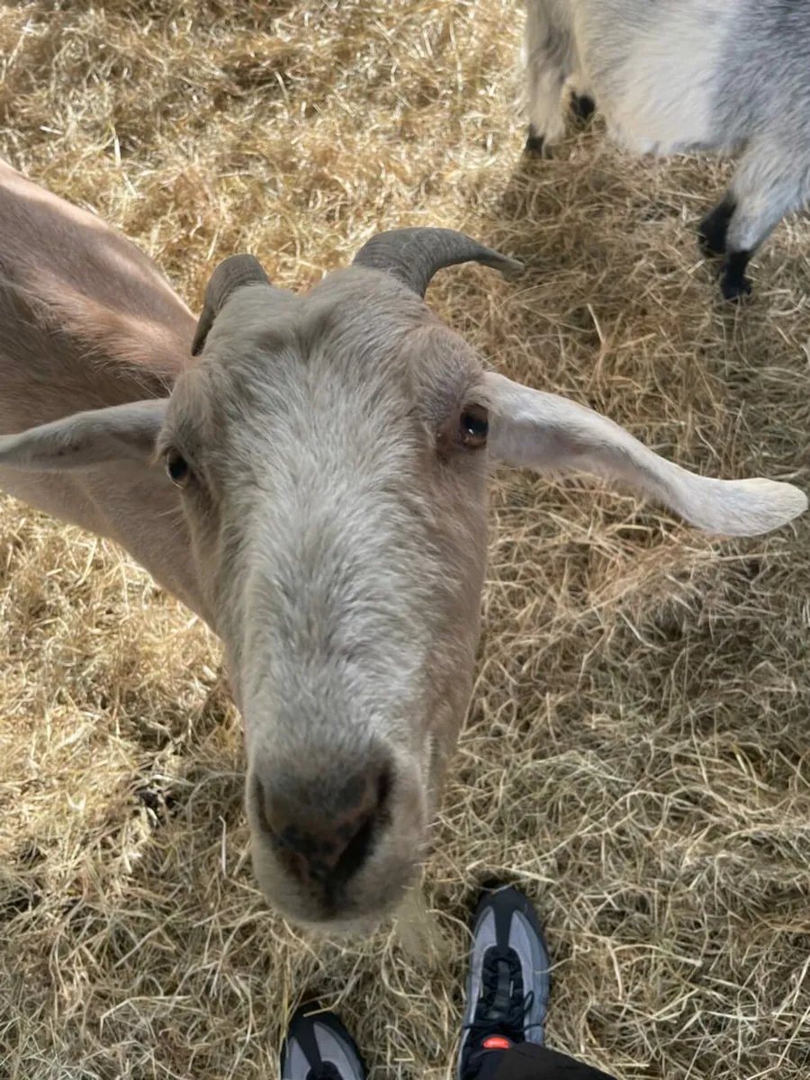 Goats - Image 2