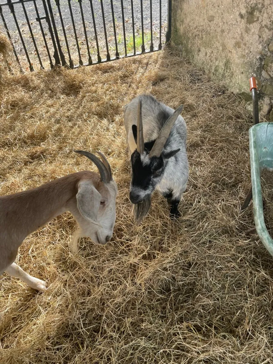 Goats - Image 1