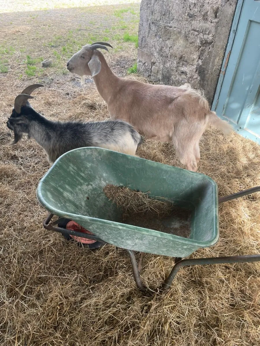 Goats - Image 3