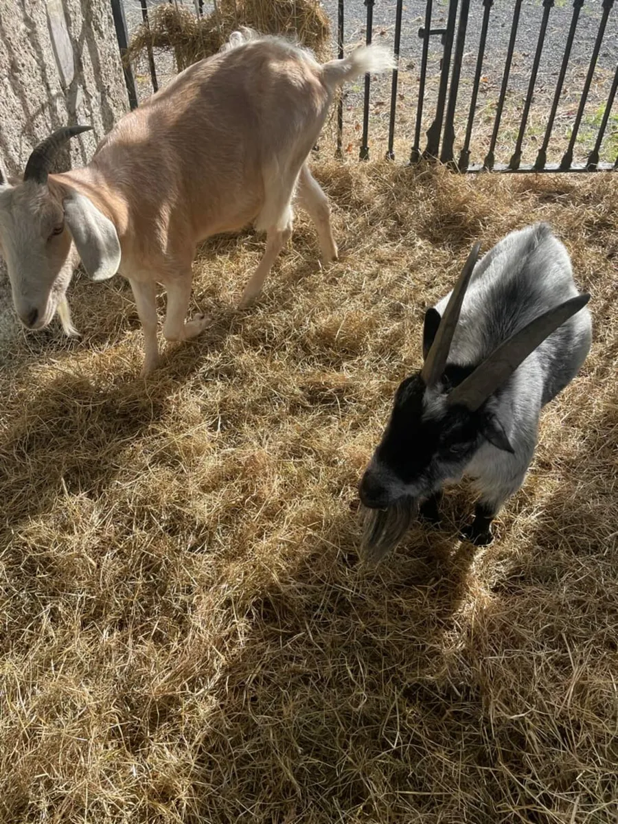 Goats - Image 4