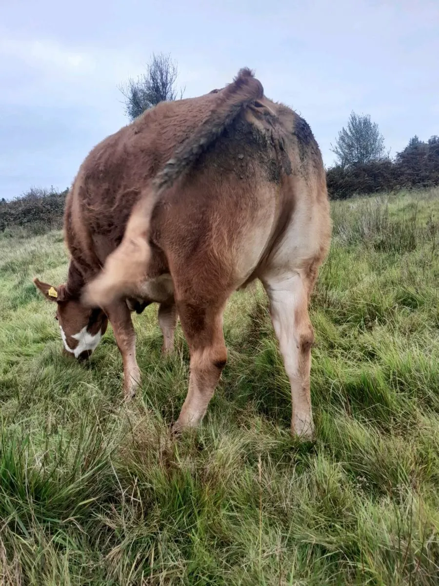 Beef animals - Image 1
