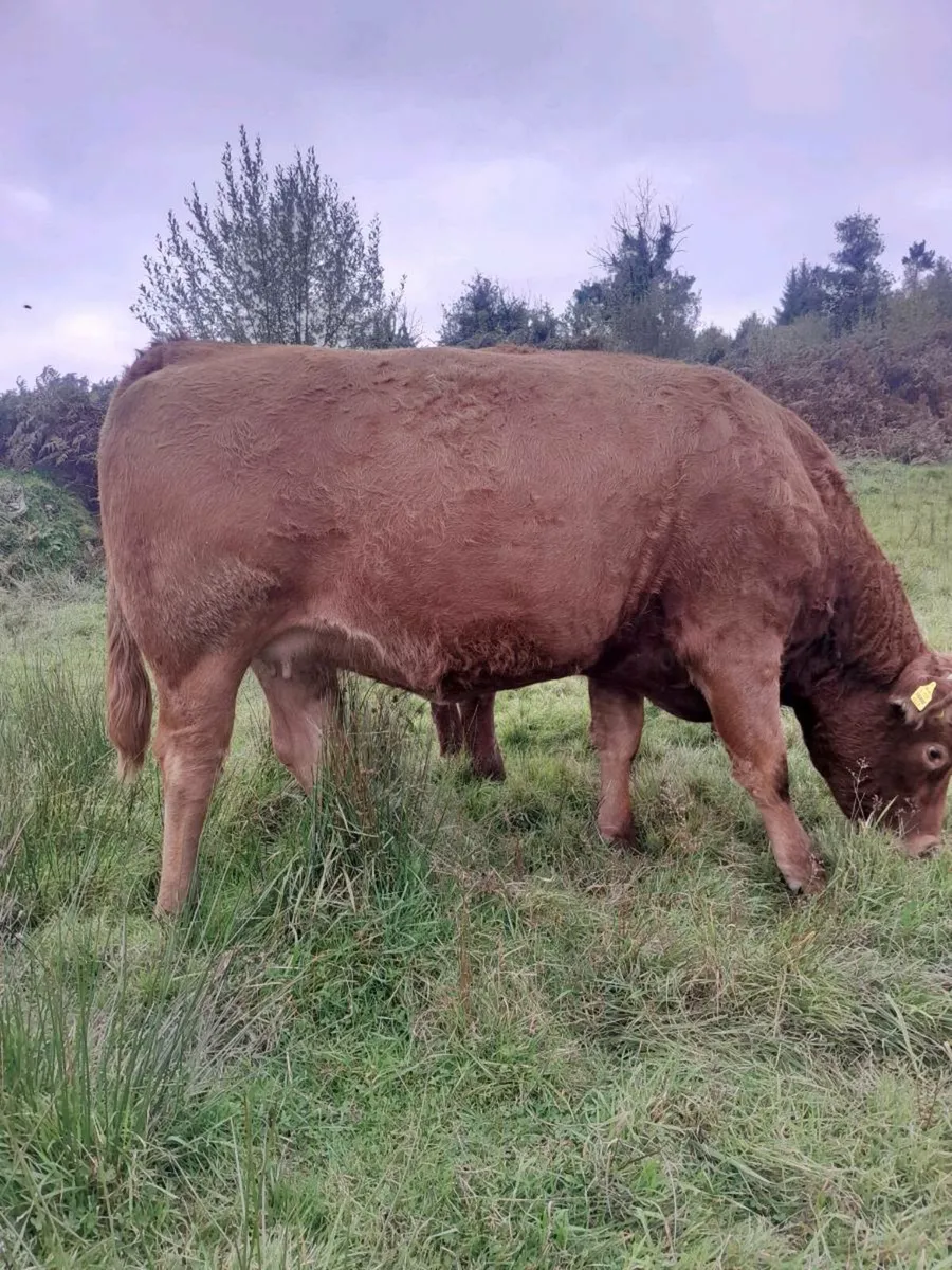 Beef animals - Image 2
