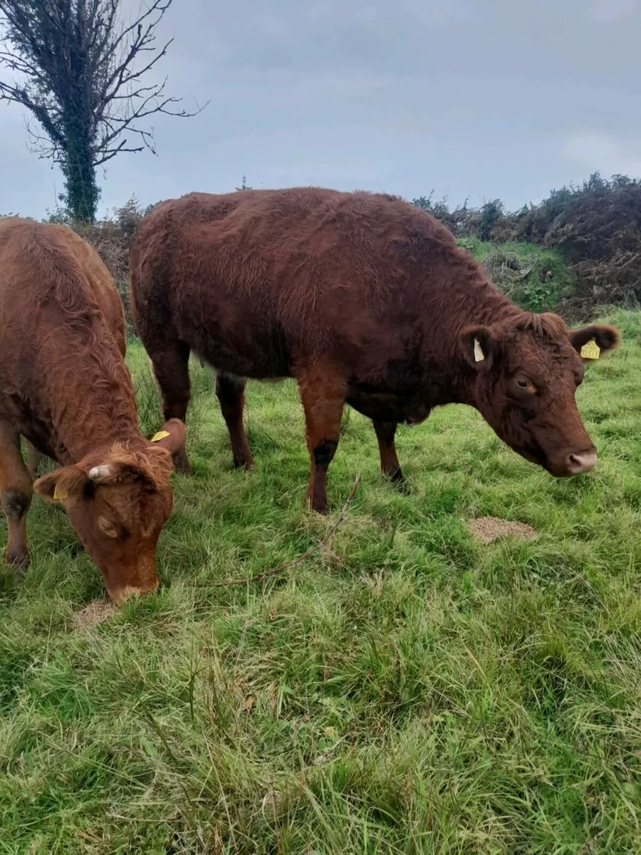 Beef animals - Image 3