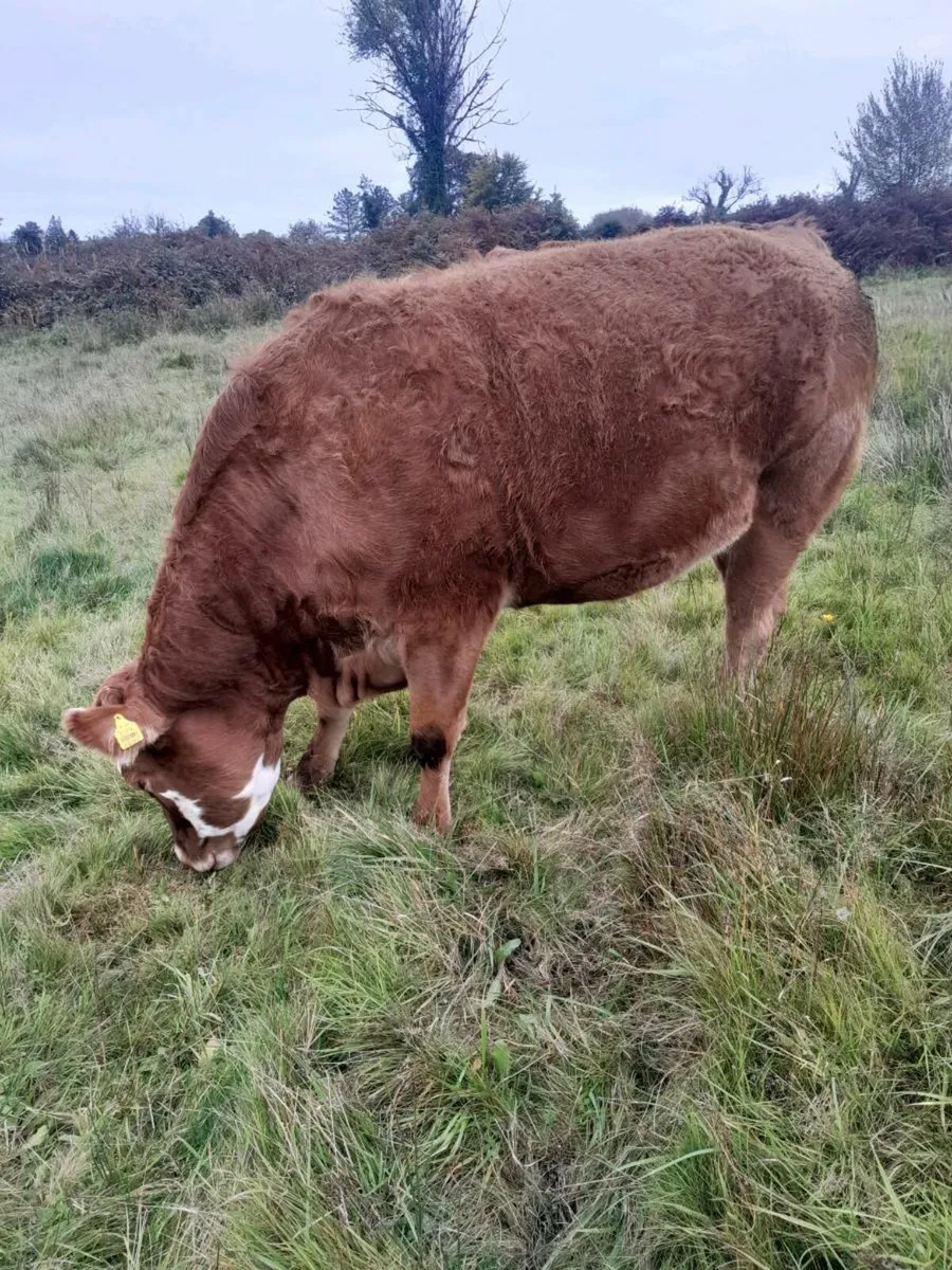 Beef animals - Image 4