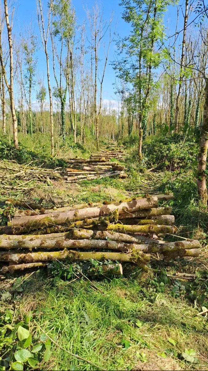 Firewood - Image 3