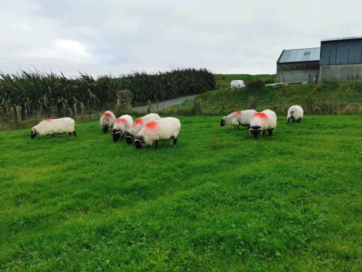 ** Aged Mayo Mountain Ewes ** - Image 1