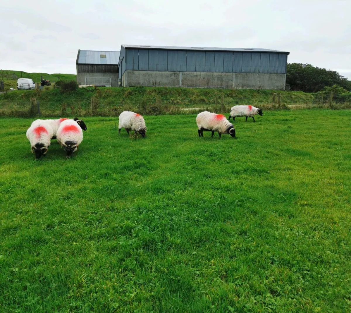 ** Aged Mayo Mountain Ewes ** - Image 2