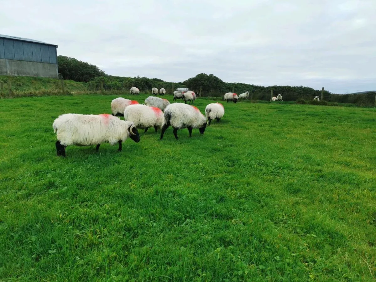 ** Aged Mayo Mountain Ewes ** - Image 3
