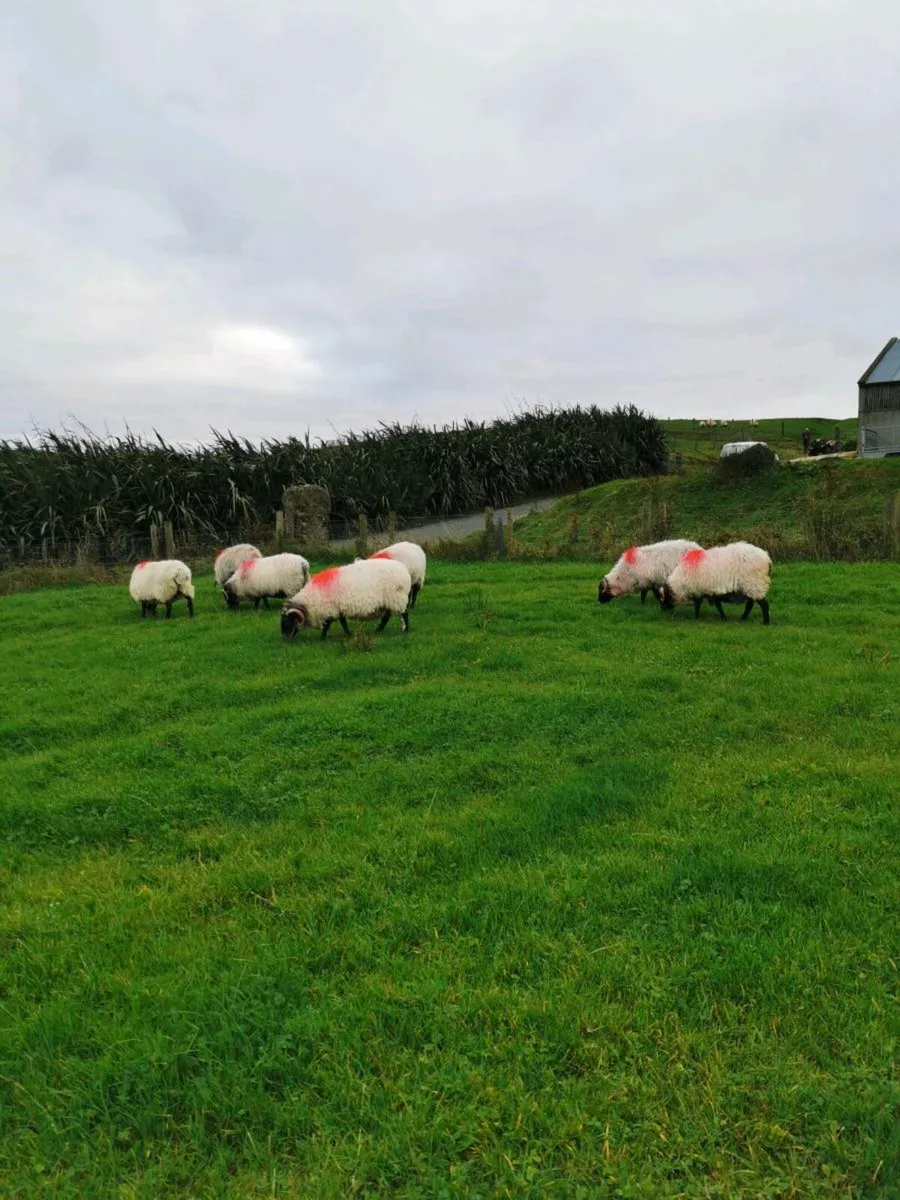 ** Aged Mayo Mountain Ewes ** - Image 4