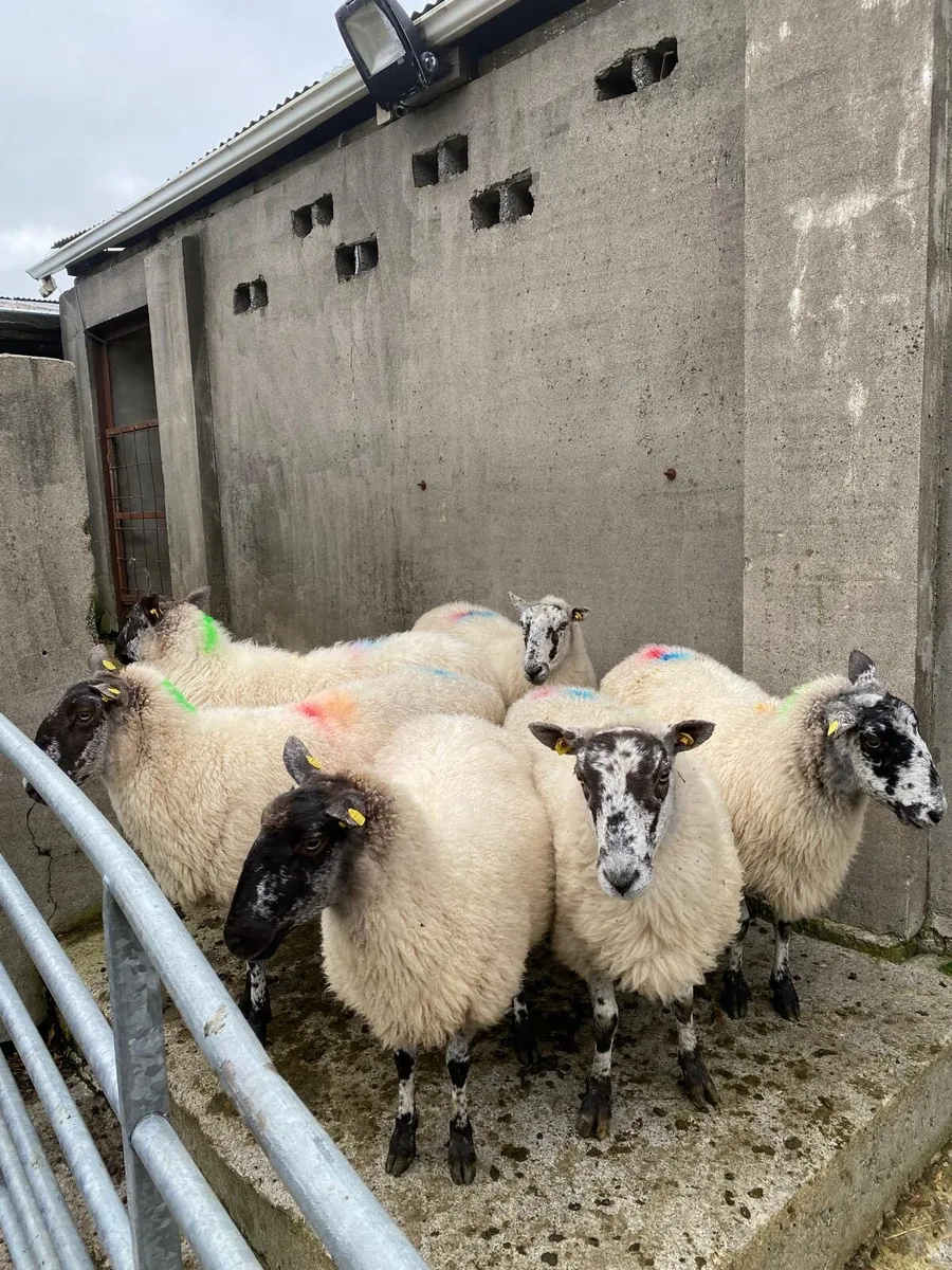 3rd,4th crop ewe’s - Image 1