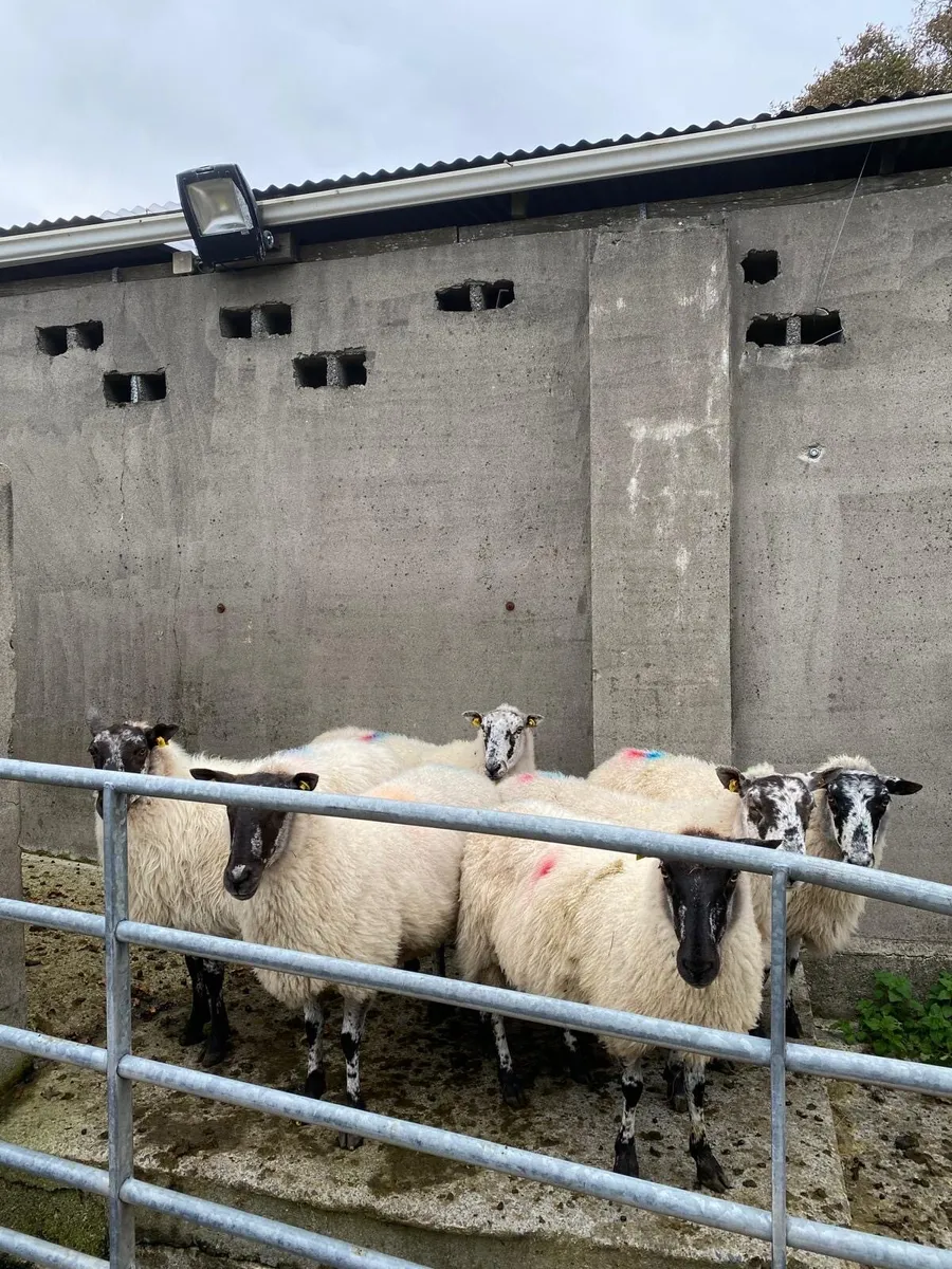 3rd,4th crop ewe’s - Image 2