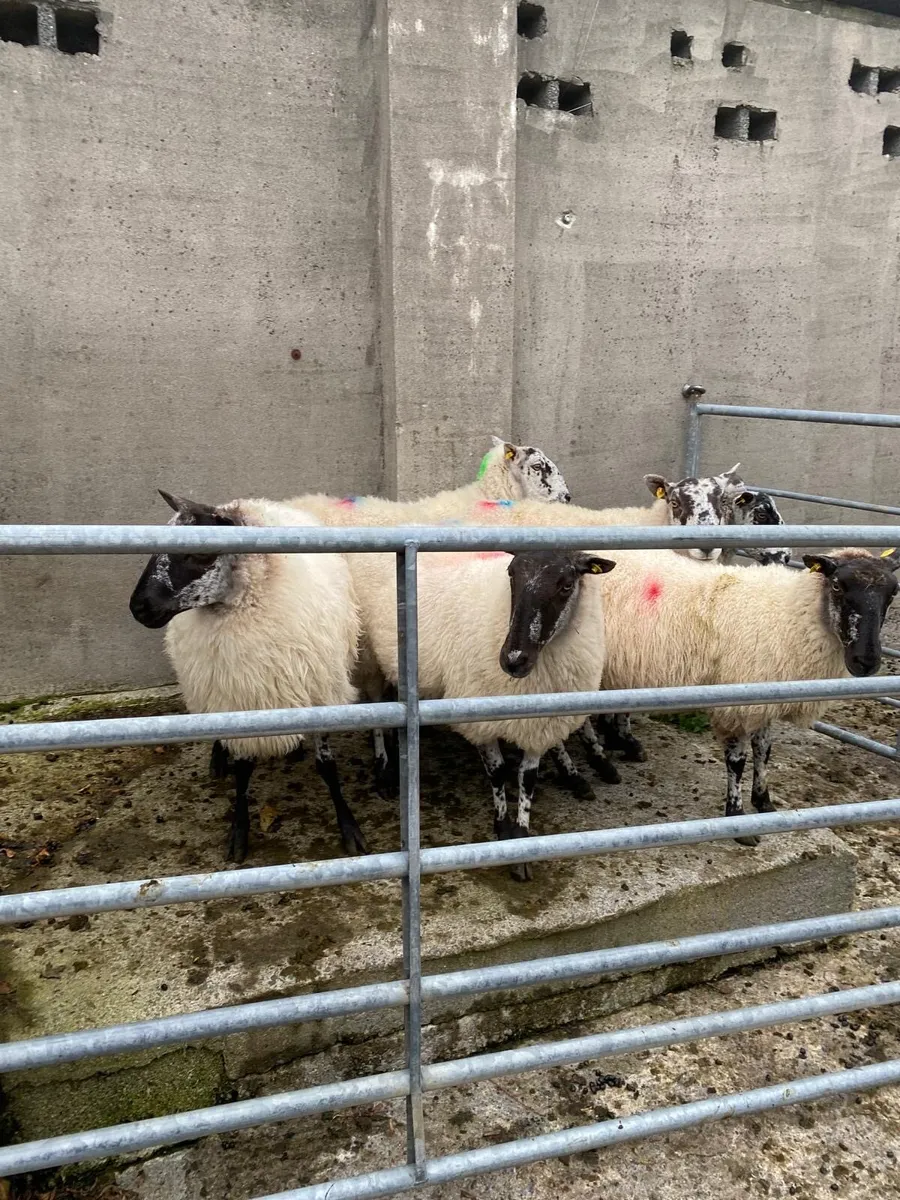 3rd,4th crop ewe’s - Image 3