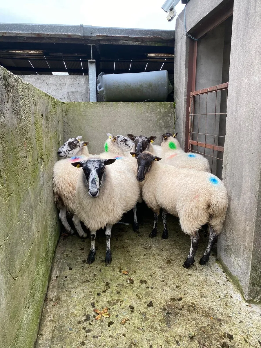 3rd,4th crop ewe’s - Image 4