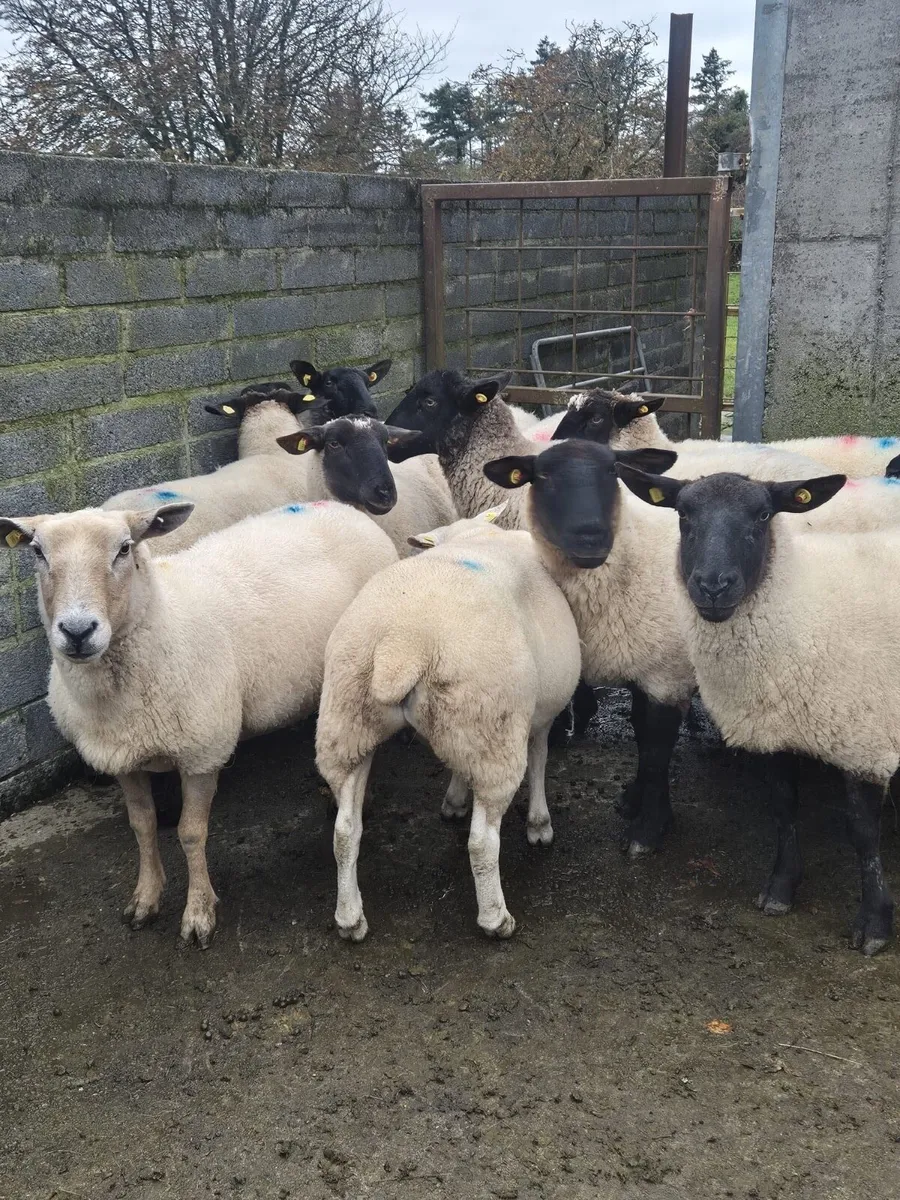 1st, 2nd crop Ewe’s - Image 1