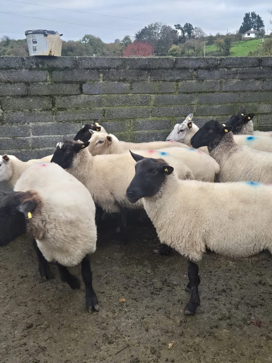 1st, 2nd crop Ewe’s - Image 2