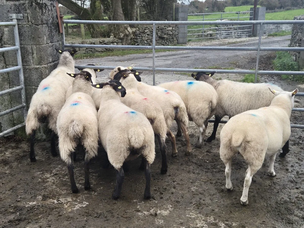 1st, 2nd crop Ewe’s - Image 3
