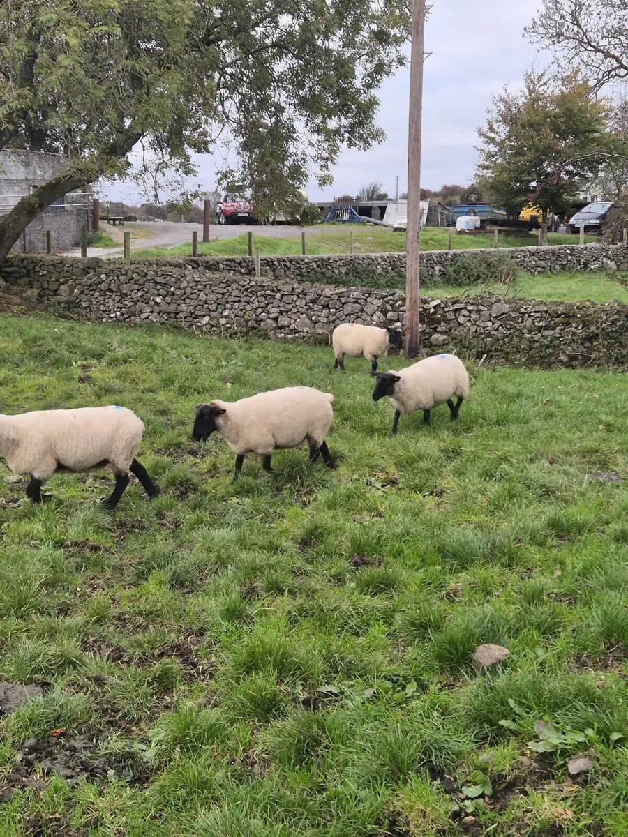 1st, 2nd crop Ewe’s - Image 4