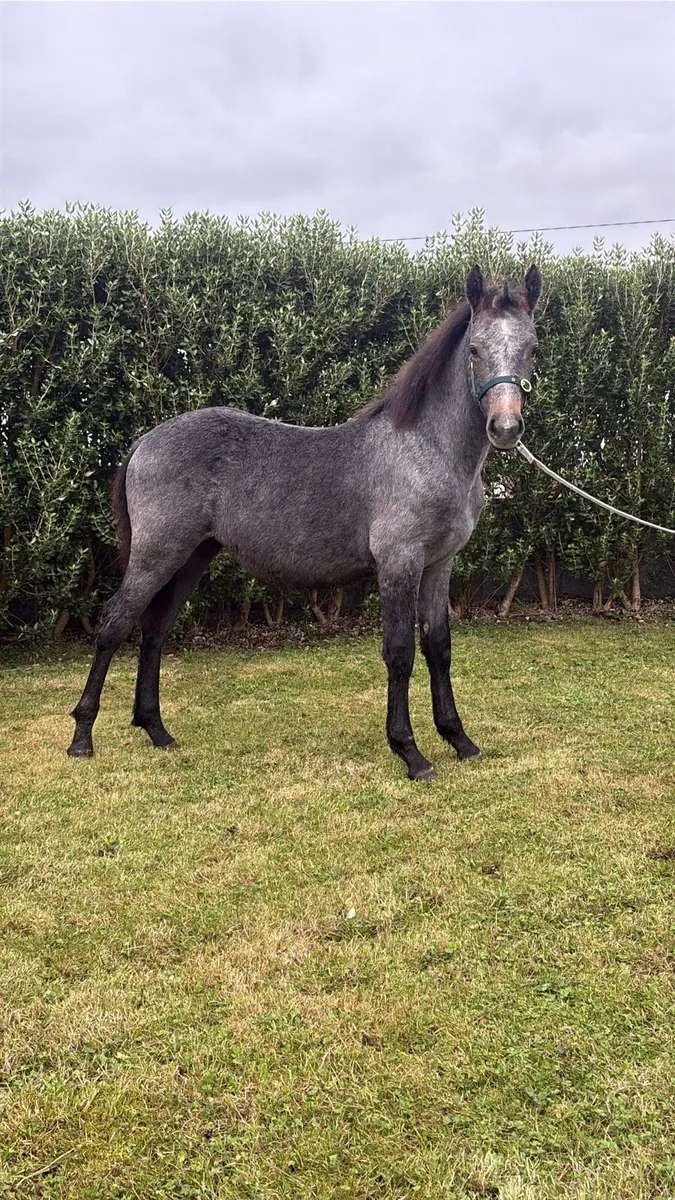 🌟 Quality Connemara Filly Foal–Top Breeding 🌟 - Image 2