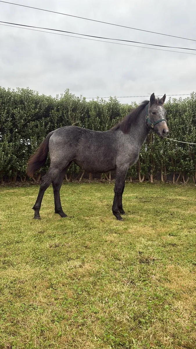 🌟 Quality Connemara Filly Foal–Top Breeding 🌟 - Image 1