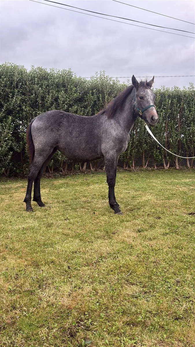 🌟 Quality Connemara Filly Foal–Top Breeding 🌟 - Image 3