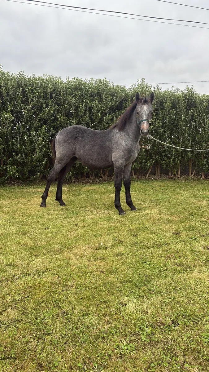 🌟 Quality Connemara Filly Foal–Top Breeding 🌟 - Image 4