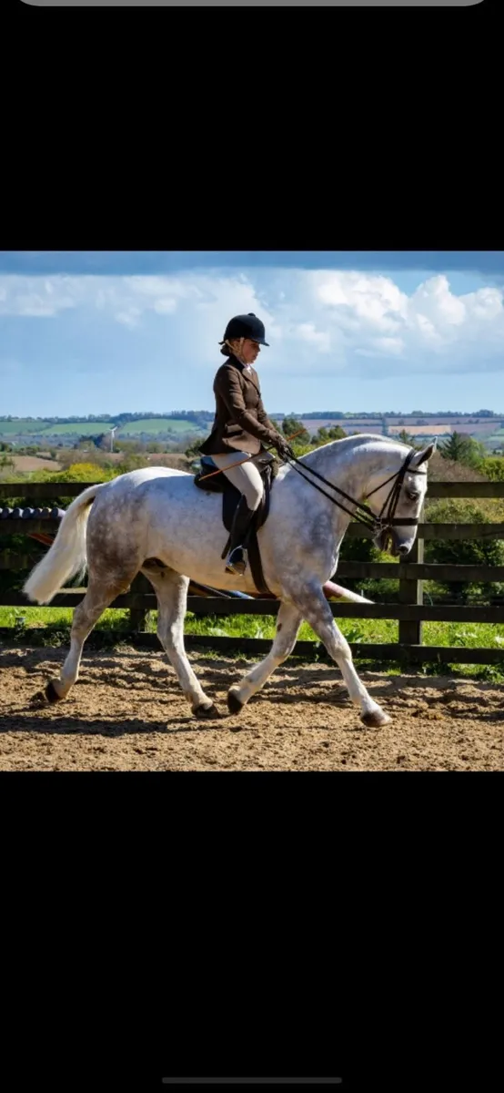 Lovely Easy Cob.  Same sire as Lovejoy!!!