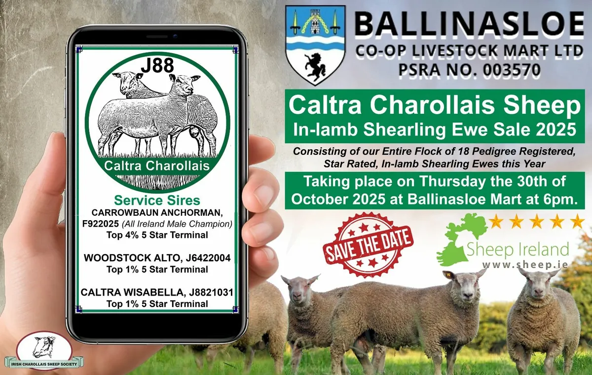 Caltra Charollais Sheep In-lamb Shearling Ewe Sale