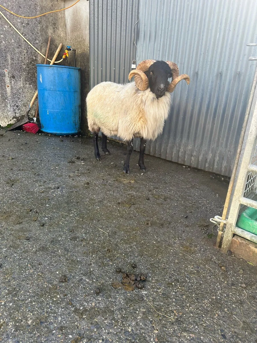Organic SIS Mountain Ram - Image 1