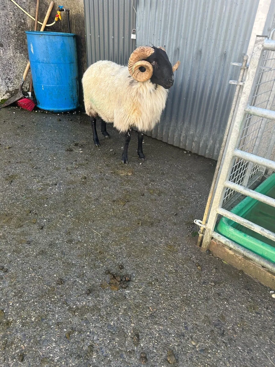 Organic SIS Mountain Ram - Image 2
