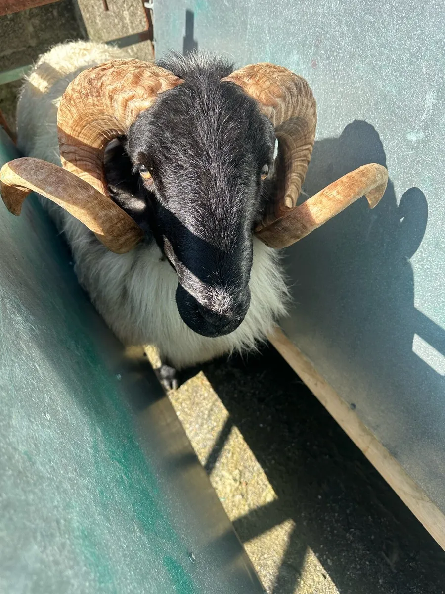 Organic SIS Mountain Ram - Image 3