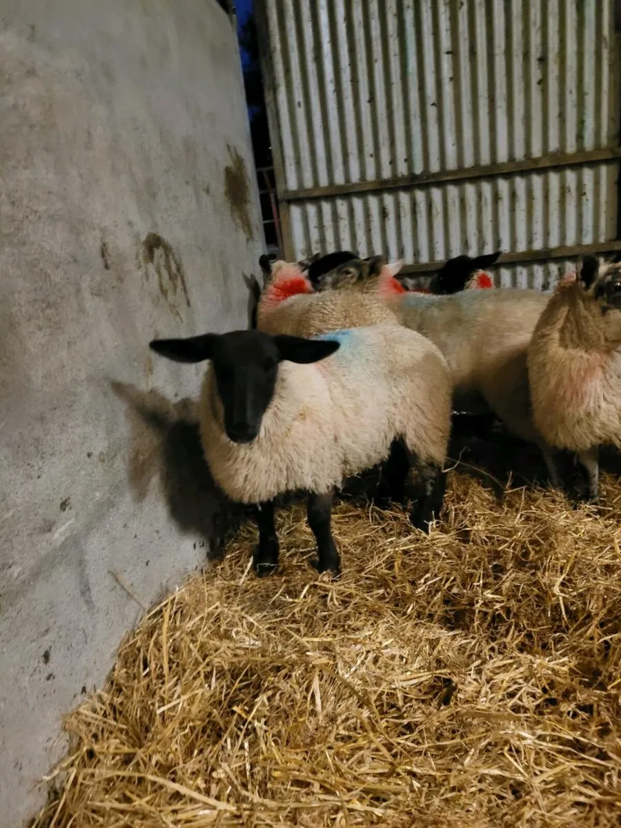 Ewe Lambs - Image 1