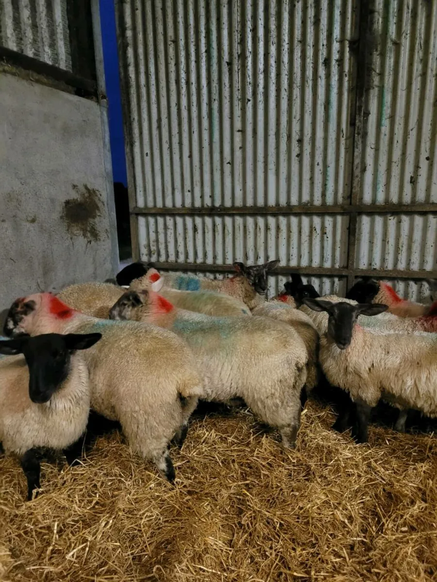 Ewe Lambs - Image 2