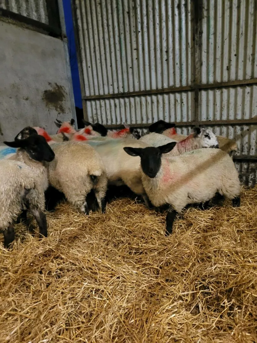 Ewe Lambs - Image 3