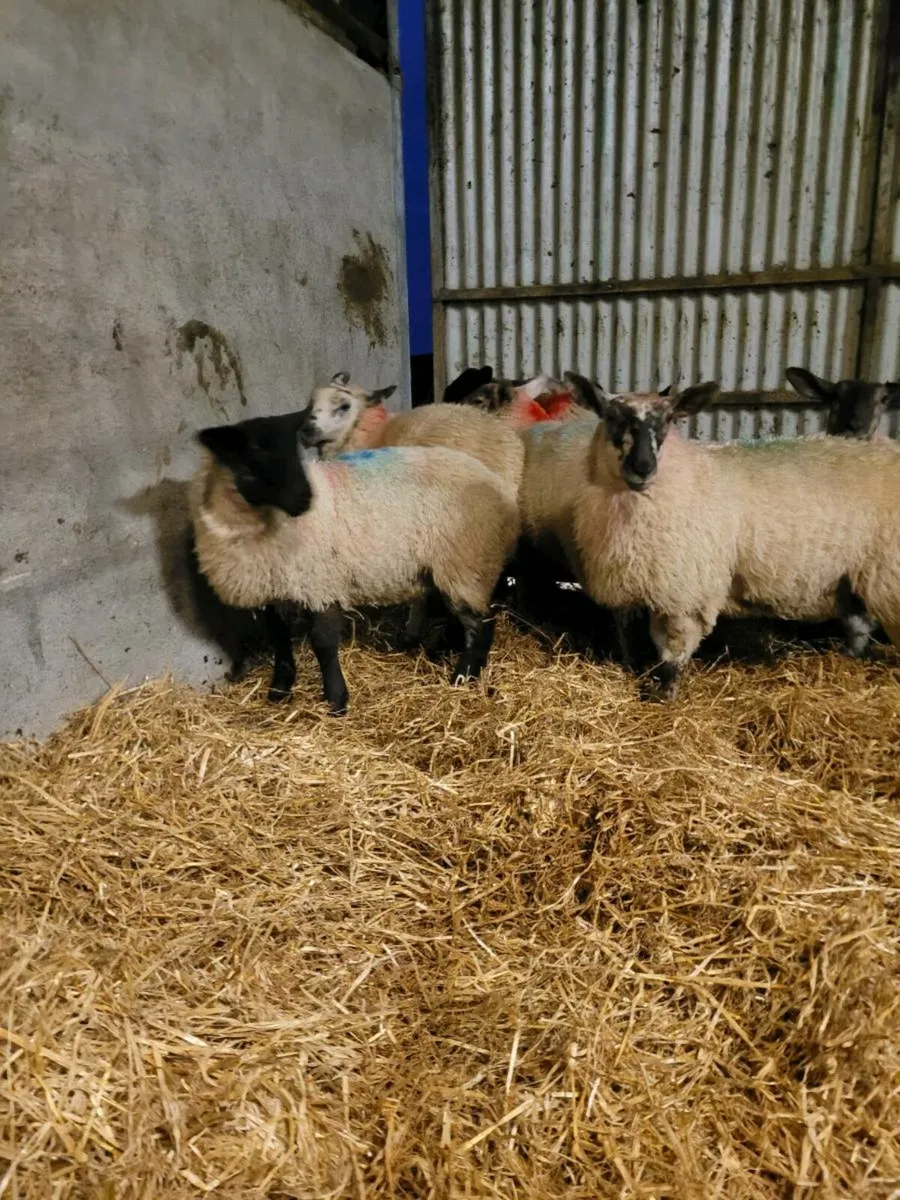 Ewe Lambs - Image 4