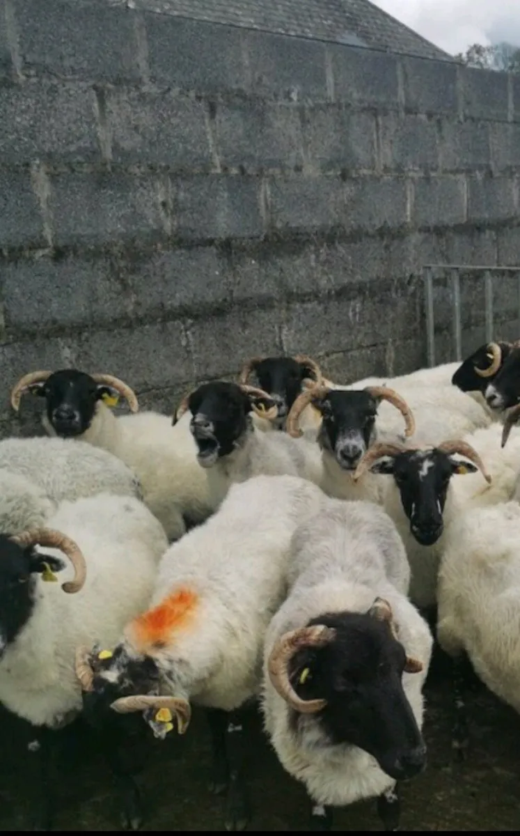 50 Aged westie ewes