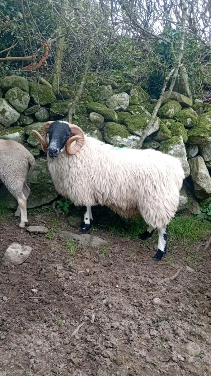 SIS Hogget blackface ram - Image 1