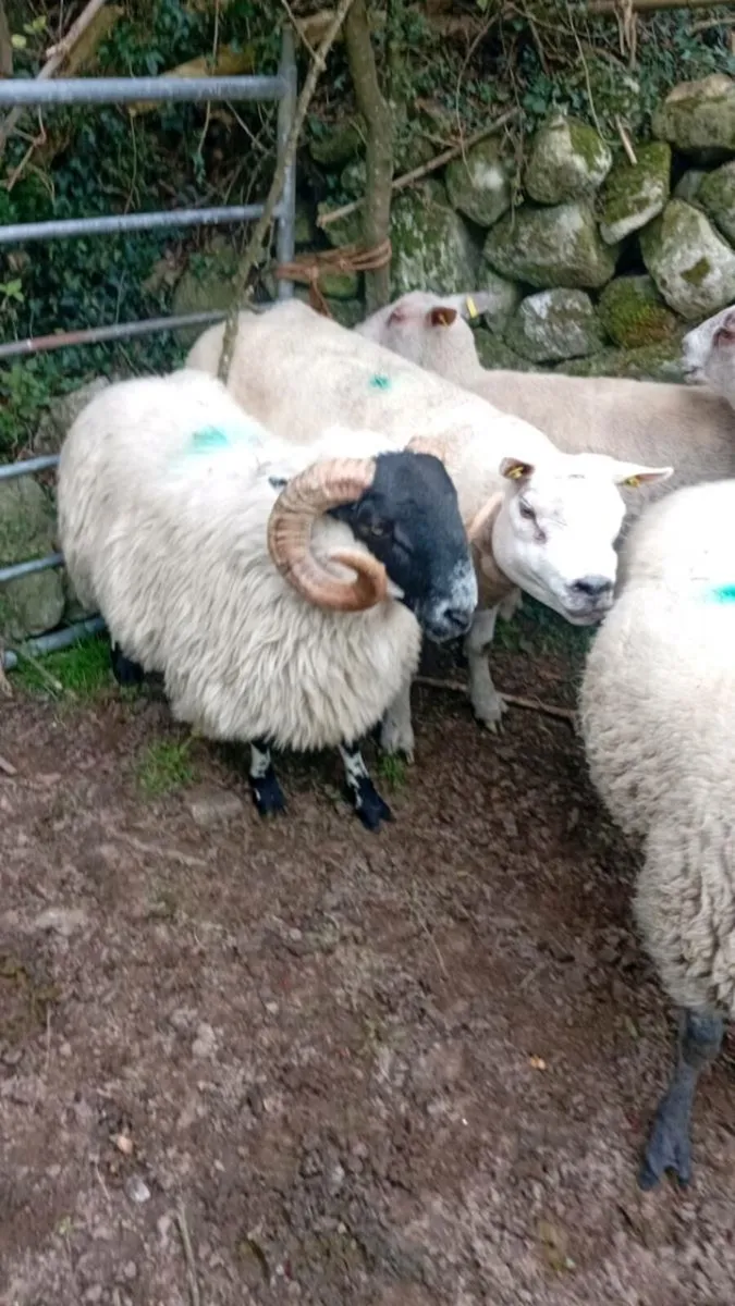 SIS Hogget blackface ram - Image 2