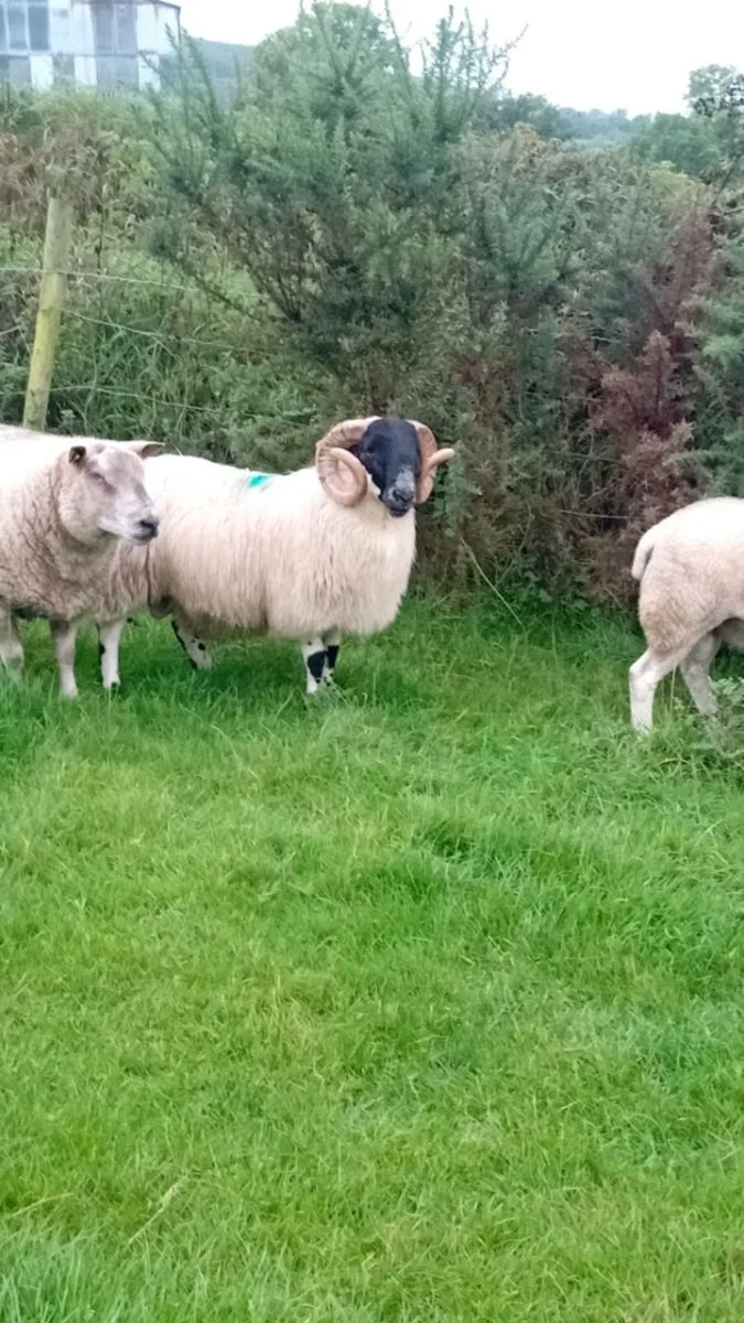 SIS Hogget blackface ram - Image 3
