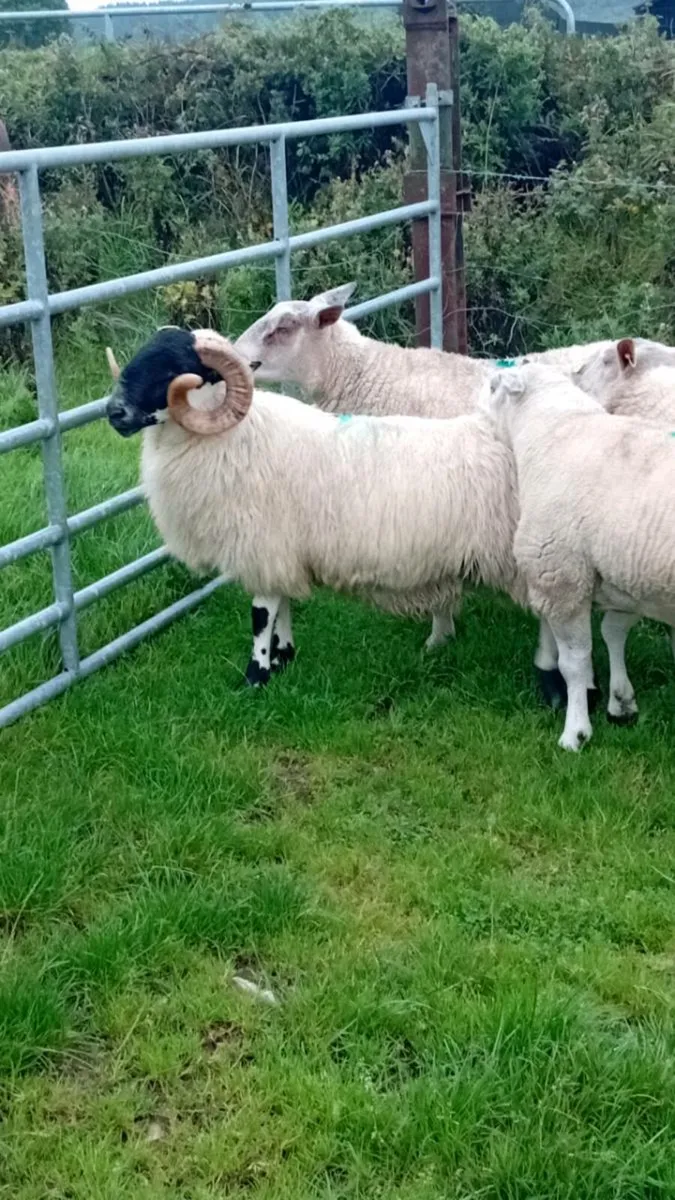 SIS Hogget blackface ram - Image 4