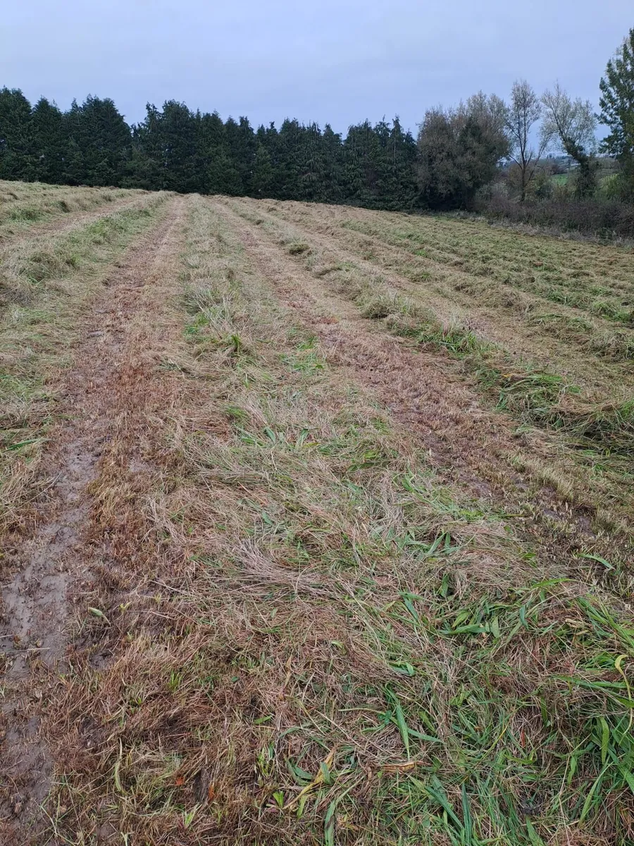 Silage - Image 2