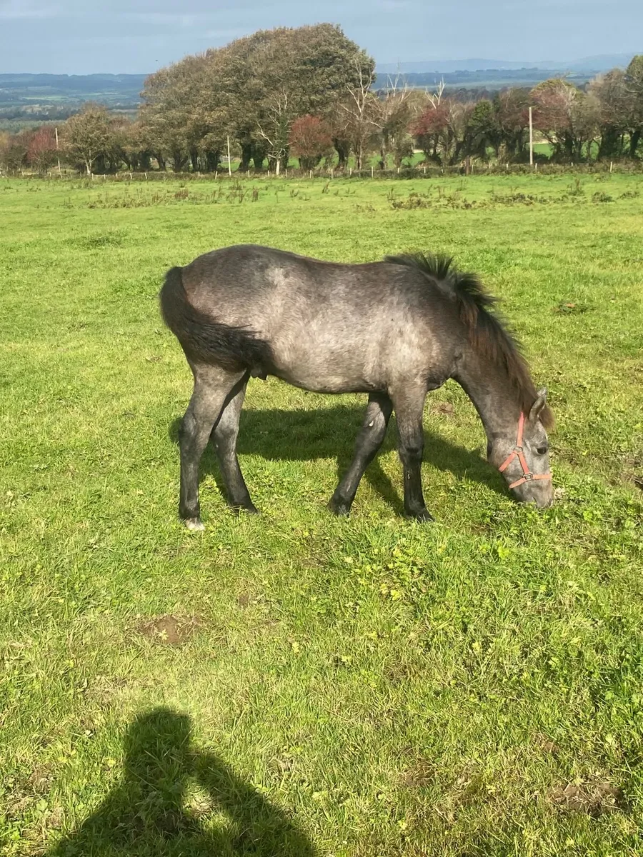 Colt Foal - Image 4